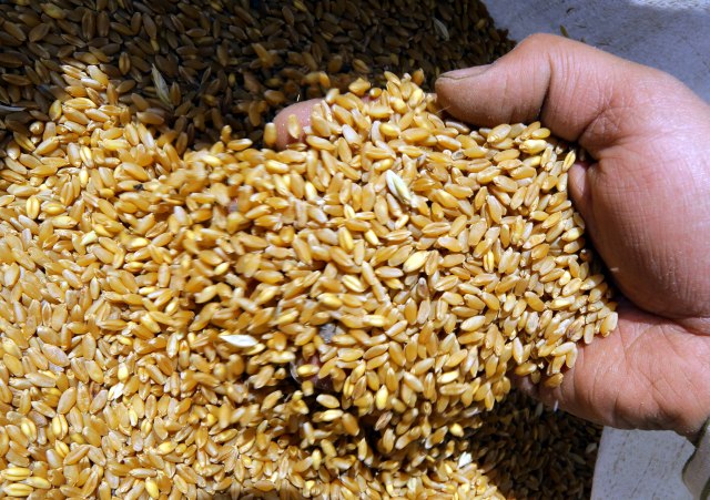 Podbacila pšenica: Prinos slabiji za petinu