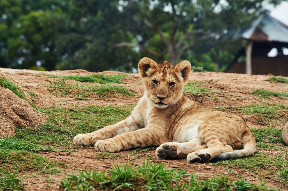 Podneta krivična prijava zbog krijumčarenja lava