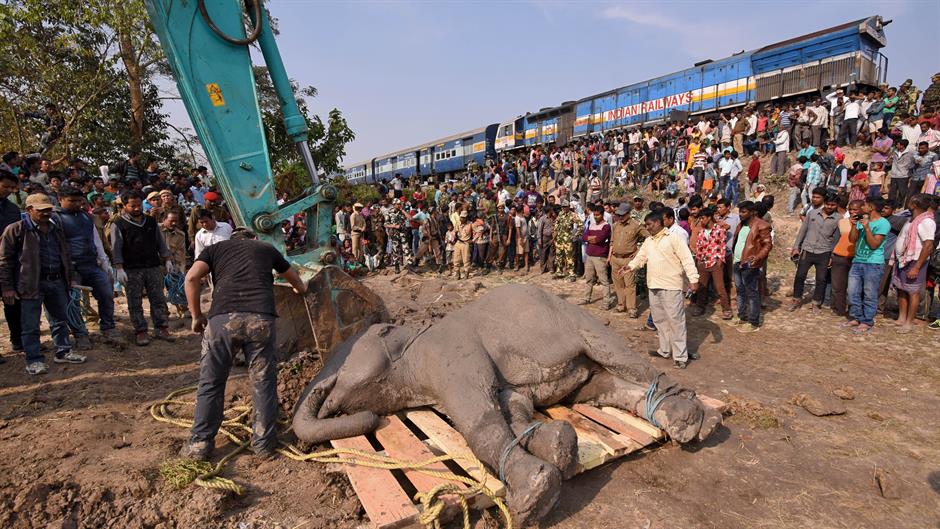 Poginula četiri slona u sudaru s putničkim vozom u Indiji