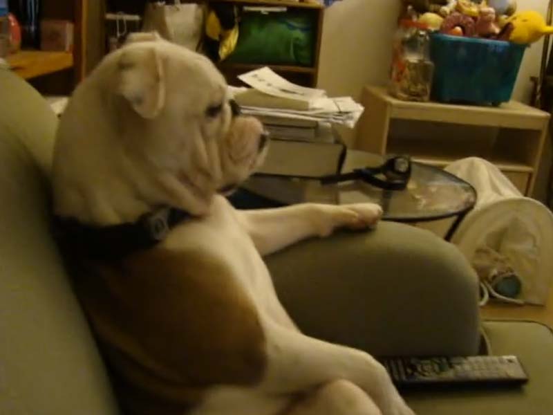 Pogledajte na koji način pas gleda omiljenu seriju VIDEO