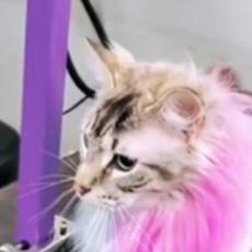 Pohvalila se kako je potšišala mačku - izazvala GNEV na mreži zbog jednog detalja! (VIDEO)