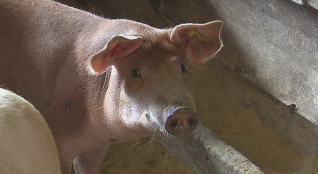 Pojačane preventivne mere zaštite od svinjske kuge