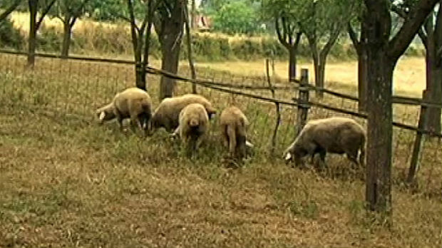 Pokolj ovaca u Rosici, ne zna se koje su zveri odgovorne za stradanje