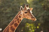 Polako nestaju: Žirafe na crvenoj listi ugroženih vrsta