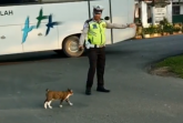 Policajac zaustavio saobraćaj zbog mačke /VIDEO