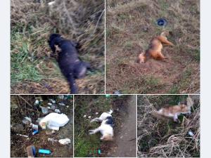 Policija o uginulim psima u Leskovcu: Tužilaštvo se izjasnilo da nema elemenata krivičnog dela