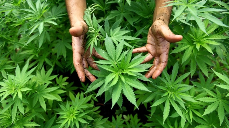 Policija otkrila sedam plantaža marihane u opštini Cetinje