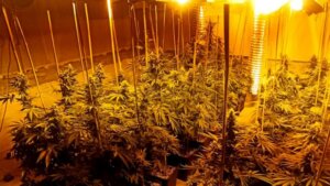 Policija u Krčedinu pronašla laboratoriju sa 200 stabljika marihuane