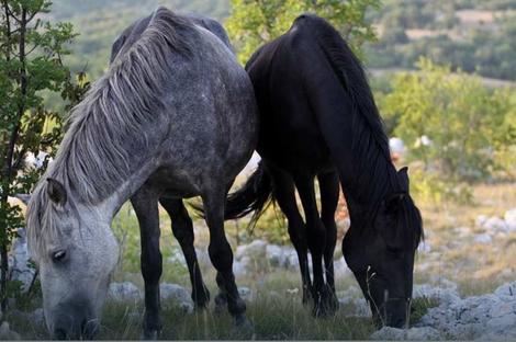 Policija u Tesliću pronašla kradljivca konja: Ukradenu životinju skrivao 38 dana