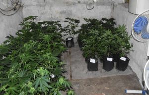 Policija u okolini Smedereva zaplenila laboratoriju za uzgoj marihuane