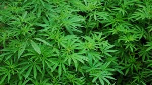 Policija zaplenila 1,1 tone marihuane u blizini graničnog prelaza Gardina