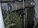 Policija zaplenila 20 kg marihuane iz 2 laboratorije u Nišu