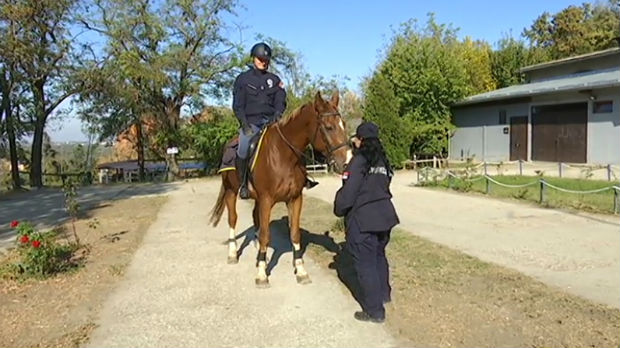 Policijski konji za bezbednost, patrolu i druženje sa decom