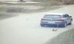 Političar zavezao psa za auto i vukao ga putem:  Životinja imala potpuno zguljene šape i mnoge rane po telu (VIDEO)