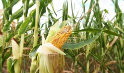 Poljoprivrednici Srbije: Počela berba kukuruza, prinosi katastrofalni
