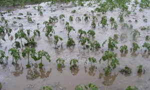 Poljoprivrednici očajni: Poplave i nevreme opustošili njive širom Srbije (FOTO)