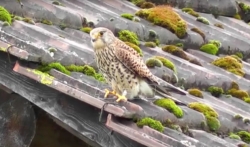 Poljski ministar namamio ptice grabiljivice da mu se ekolozi ne pentraju na krov