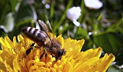 Pomoć pčelarima u borskom kraju