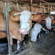 Pomoć za vredne stočare novovaroškog kraja: Subvencije za veštačko osemenjavanje krava