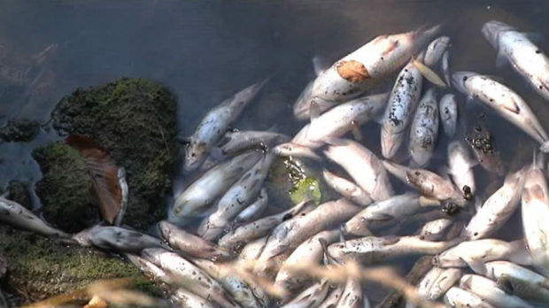 Pomor riba u Toplici, šteta nenadoknadiva