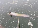 Pomor riba u jezeru kraj Leskovca, nadležni na terenu