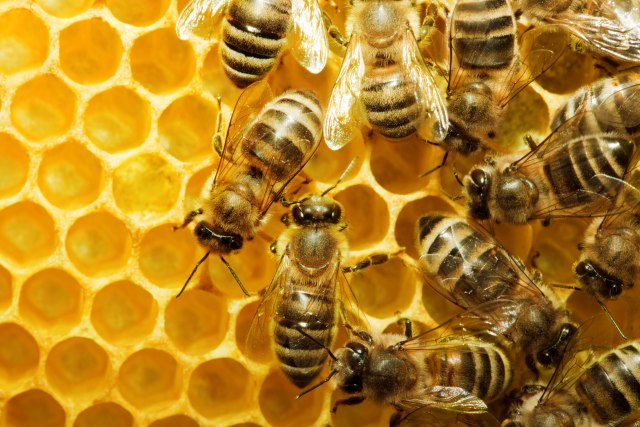 Pomor u 550 košnica: Prskanje zabranjenim sredstvima uništilo pčele
