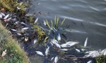 Pomor u bačkom kanalu: Ogromne količine zatrovane ribe i na trpezama?