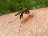 Ponovo zaprašivanje protiv komaraca u niškim opštinama