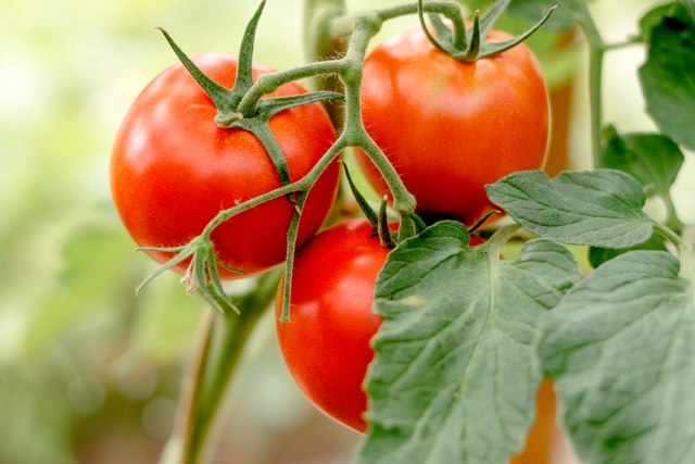 Popularni lanci brze hrane se rešili paradajza – preskup je