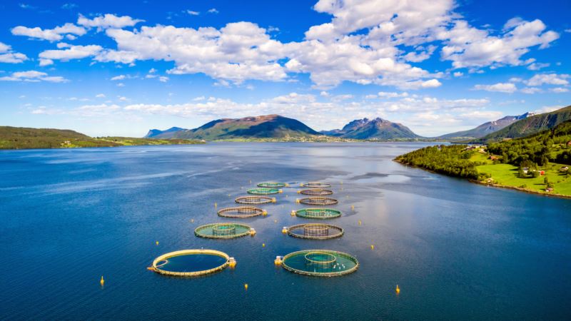 Porast algi ubio milione lososa u Norveškoj