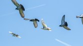 Portugal: Četvoro mrtvih posle svađe zbog trkačkih golubova