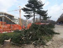Posečeno 13 kedrova na Bulevaru Nemanjića - žrtve Deltinog gradilišta 