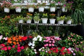 Posejano 150.000 semenki 20 vrsta cveća za uređenje grada