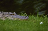 Posetioci zoološkog vrta kamenovali krokodila nasmrt