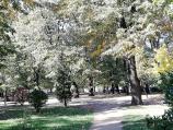 Poslanik SNS-a iz Vranja nazvao idiotima one koji se bore protiv seče stabala u parku