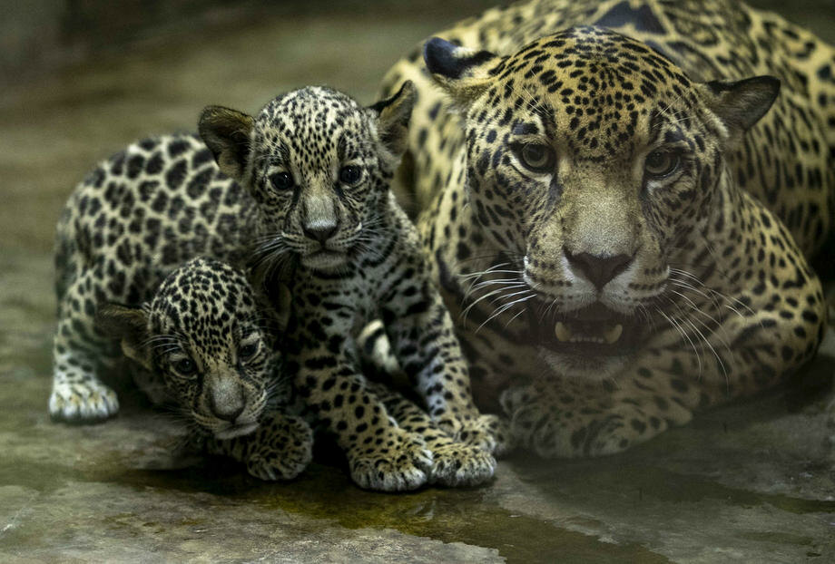 Posle 70 godina rođeni prvi divlji jaguari u Argentini