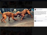 Posle fotografija na Fejsbuku policija istražuje borbe pasa