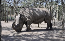 
					Poslednji mužjak belog nosoroga dobija pomoć na Tinderu 
					
									