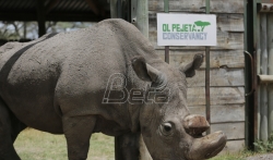 Poslednji mužjak severnog belog nosoroga ustao i prošetao se