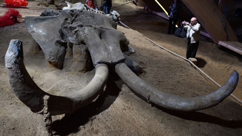 Posljednji mamuti na Zemlji izumrli od žeđi