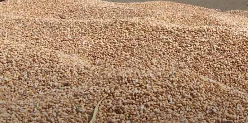 Postignut sporazum o izvozu žita iz regiona Zaporožje