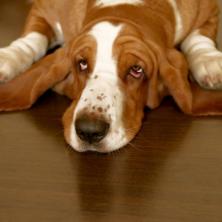 Postoji nekoliko razloga zbog kojih je pas MRZOVOLJAN: Evo koji su i kako da mu pomognete