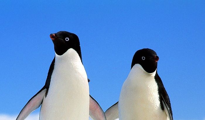 Potraga za ukradenim pingvinom