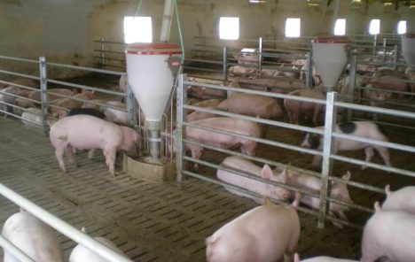 Potvrđena afrička kuga svinja u Srbiji