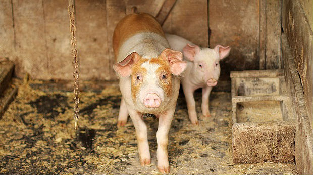 Potvrđena afrička svinjska kuga u Srbiji, nema epidemije