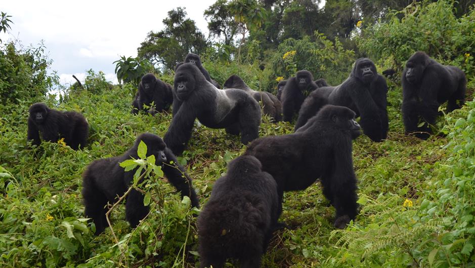 Povećan broj gorila, ali i dalje spadaju u ugrožene vrste
