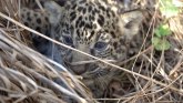 Povratak jaguara: Divlje životinje puštene u prirodu u Argentini