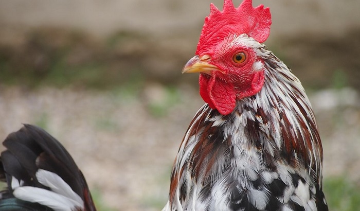 Povratniku na Kosovu ukrali 13 kokošaka