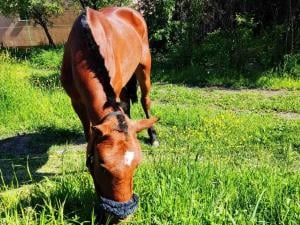 Povređena kobila van životne opasnosti, nakon oporavka biće udomljena