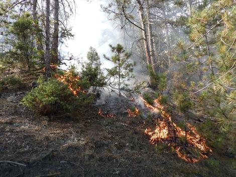 Požar na Goču, gori oko 40 hektara šume